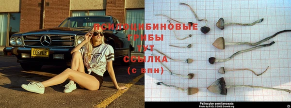 шишки Надым